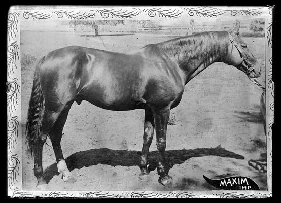 Horse, Maxim Imp, copy