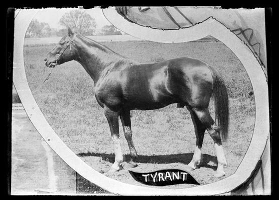 Horse, Tyrant, copy
