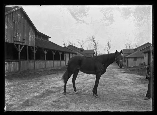 Horse, stable to left