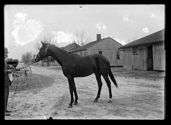 Horse, small houses