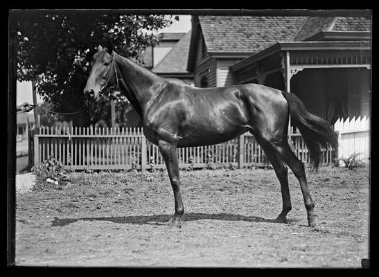 Horse, picket fence, house in background