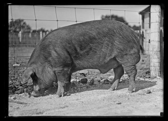 Mr. Serpell's hog, number 2, Mayfield Farm