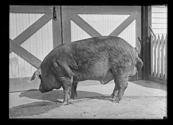 Mr. Serpell's hog, number 3, doors in background, Mayfield Farm