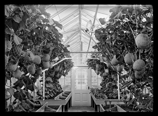 Elmendorf greenhouses, melons hanging in nets