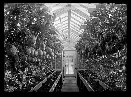 Elmendorf greenhouses, melons hanging in nets, number 2