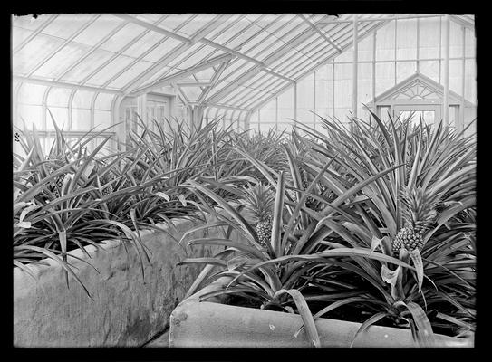 Elmendorf greenhouses, pineapples