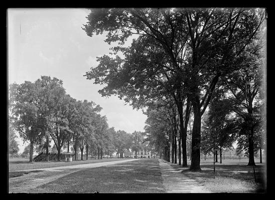 Two, school at distance, avenue of trees