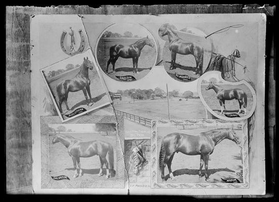 Breeding farm at Del Paso (Rancho del Paso?), copy of horses