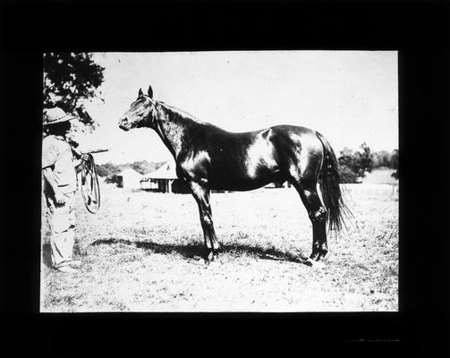 Horse known as Rock Sand valued at $50,000