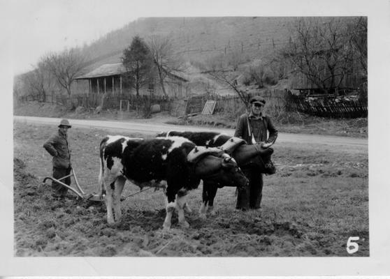 Floyd Fugate and his team of oxen at Hardshell, Ky., 1941