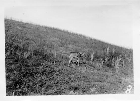 Deer in Casey County field, 1941