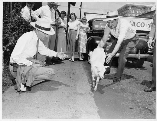 A man is releasing a young calf while other men watch from a downtown sidewalk. One of the men is Edwin J. Paxton