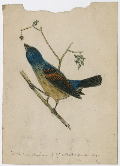 Bird sketch,                                      With compliments of the artist =Jan. 25, 1881=