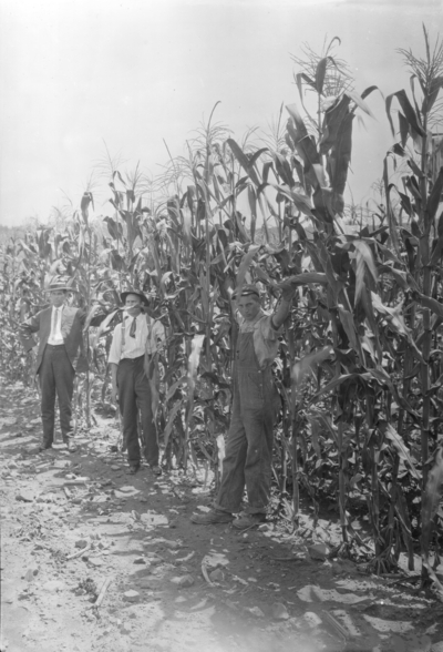 Three men in a cornfield