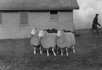 Three sheep near a barn