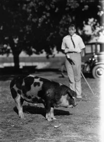 4-H exhibitor with hog