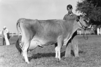 4-H exhibitor with cow