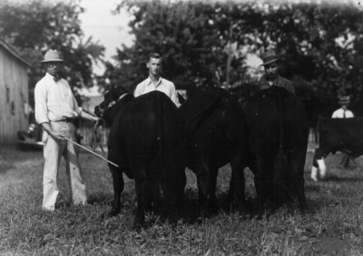 4-H exhibitors with cattle