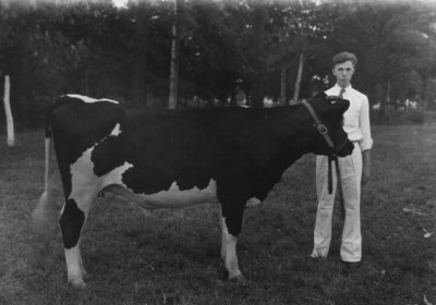 Exhibitor with cow