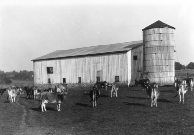 Cattle near barn with silo