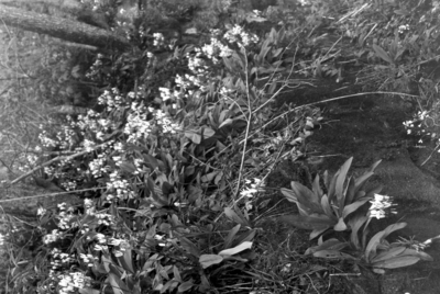 Wildflowers on a hillside