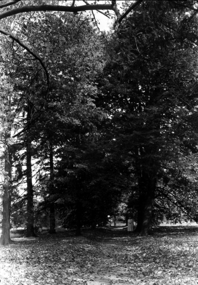 Path with tall trees, woman in distance