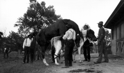 African-American men breeding horse and pony