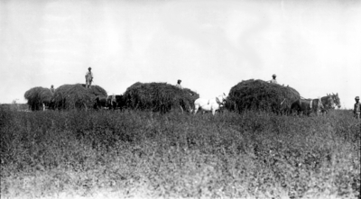 Men working in field with hay wagons