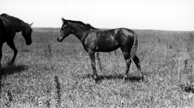 Young horse