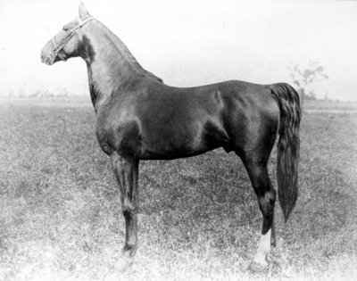 Horse profile in a field