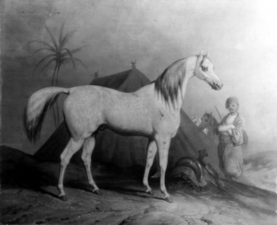 Drawing or painting of an Arabian horse