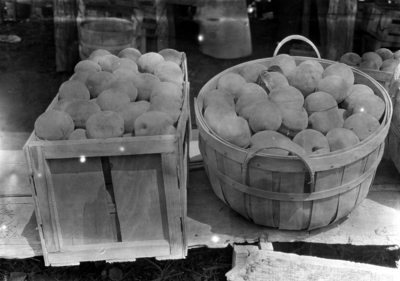 Basket and crate of peaches, F-Series location [Box 1, Folder 9, Item 21]