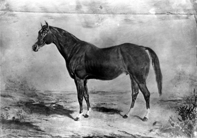 Painting of a horse, by E. Troye, 1867