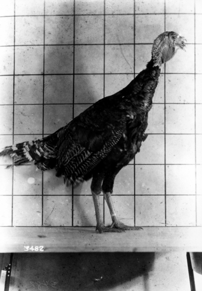 Turkey being measured