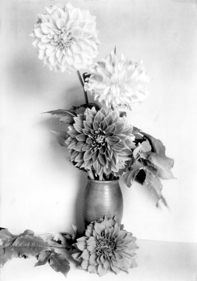 Dahlias in a vase