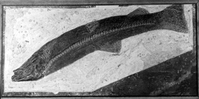 Fish fossil