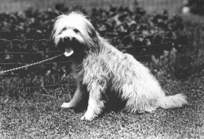 Miss Ethel Jelley's dog