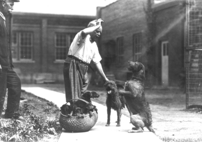 Dean F. Paul Anderson, Engineering, teaching tricks to his dogs, unidentified man behind F. Paul Anderson, litter of pups in a basket
