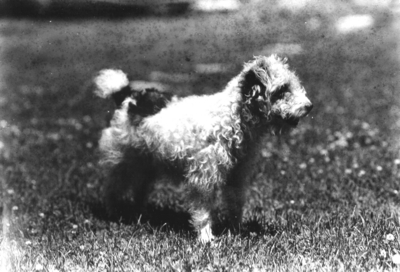 Dog (Miss Ethel Jelley's ?)