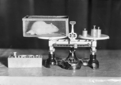 Weighing a rat, classroom pictures for Miss Edith Grundmeier
