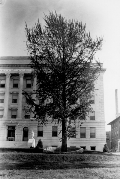 Good Samaritan Hospital with ginkgo tree