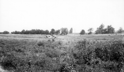 Country field and livestock