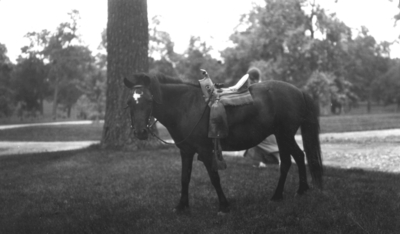 Pony with saddle