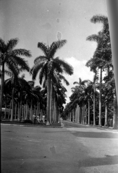 Three unidentified women standing between large palm trees