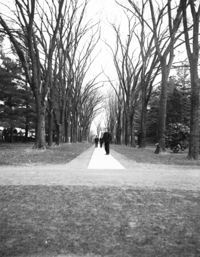 people walking on a tree lined path