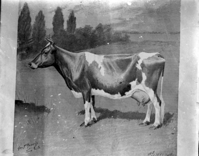 drawing of a cow
