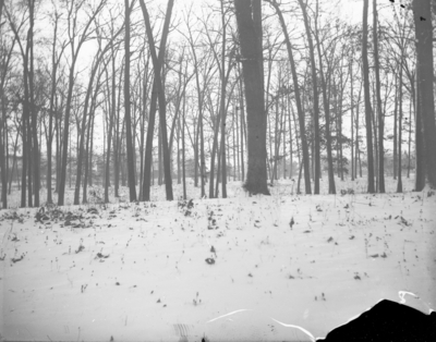 a wooded snow scene