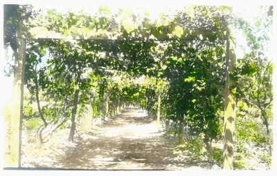 Grapevine lined walkway between vegetable gardens
