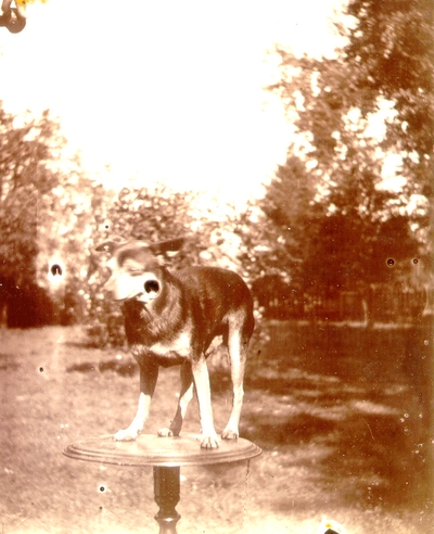 Dog standing on table in yard