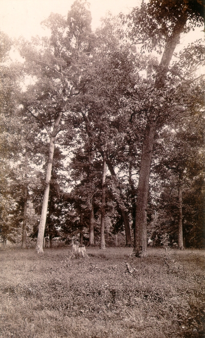 Wooded area with tall trees